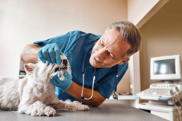 Best Emergency Treatment for Dental Infections or Abscesses in Pioneer, OH